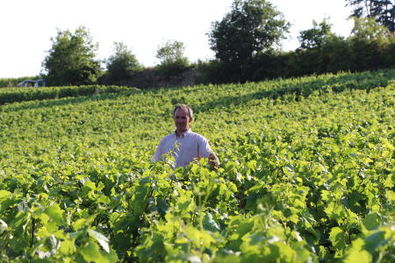 Pierre Ravaut in Corton Vineyards